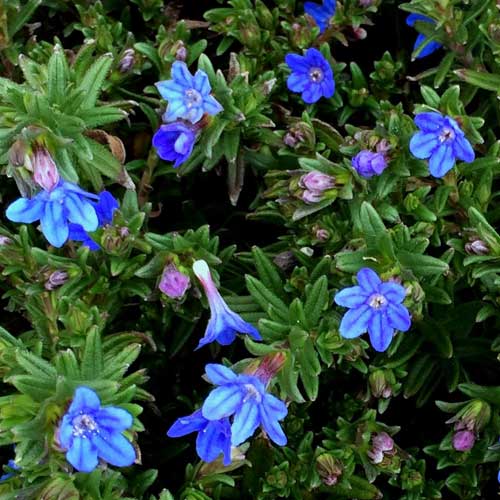Lithodora Heavenly Blue - Shrubs - Windyridge Garden Centre