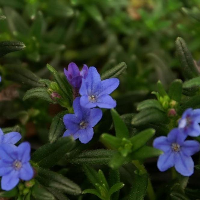 Lithodora-d.-Grace-Ward-Flower