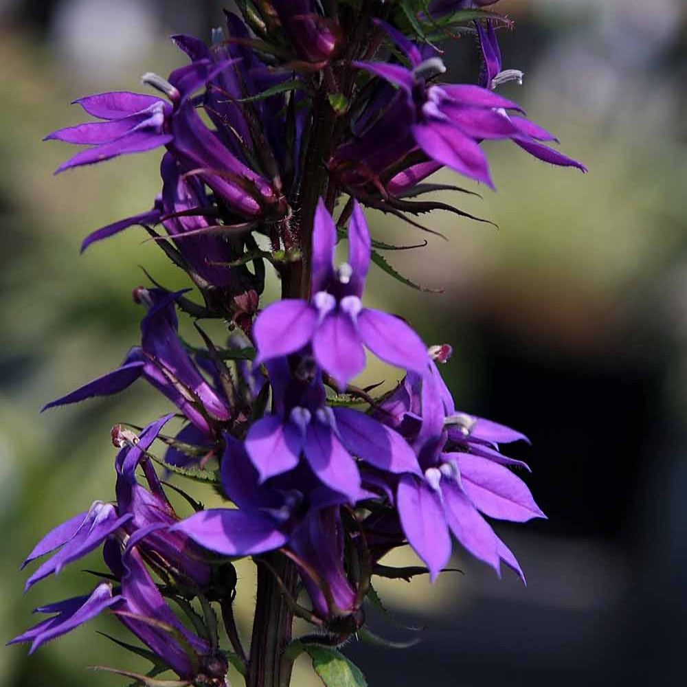 Lobelia gerardii Vedrariensis  P9