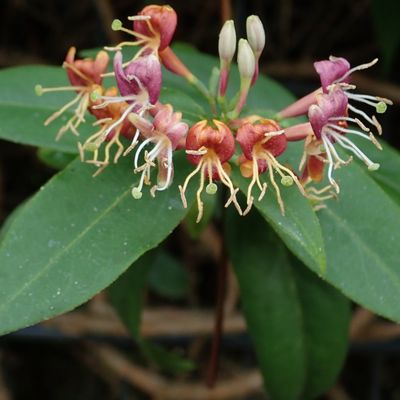 LONICERA HENRYII