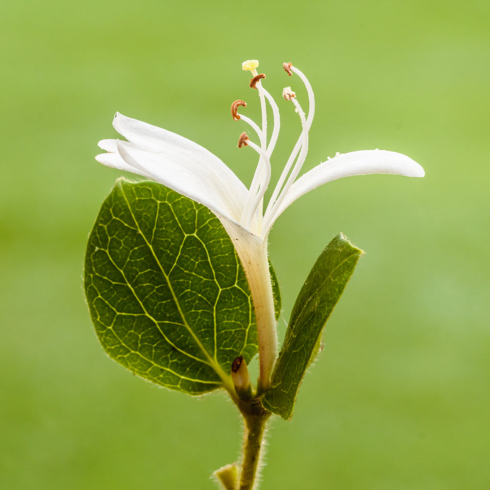 Buy Lonicera Japonica Hall S Prolific / S-Pot(2,25 L) Online