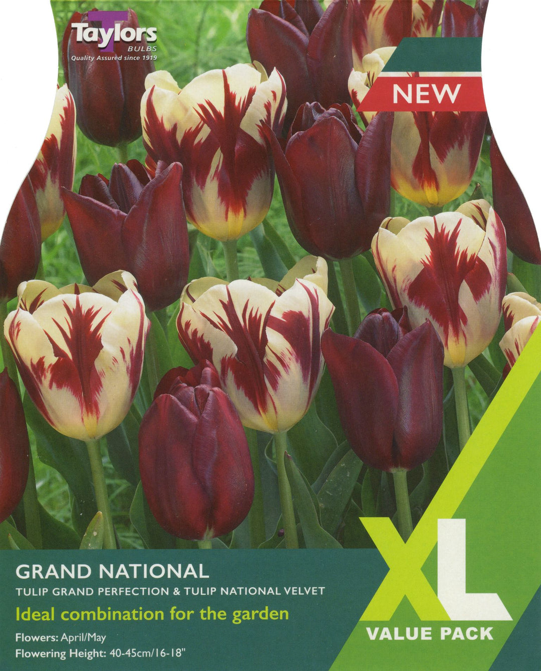 18 TULIP GRAND NATIONAL  XL