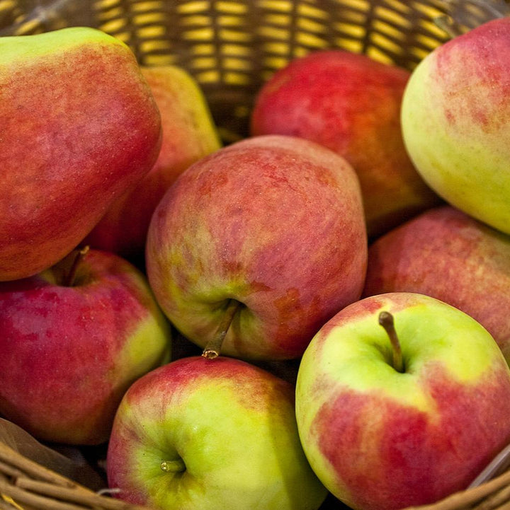 Malus d. Jonagold