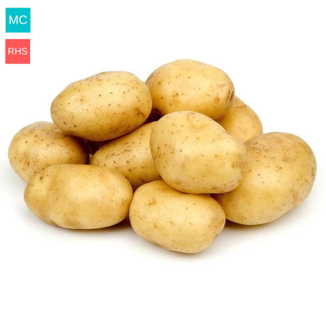 Maris Piper 2Kg - Bulbs - Windyridge Garden Centre