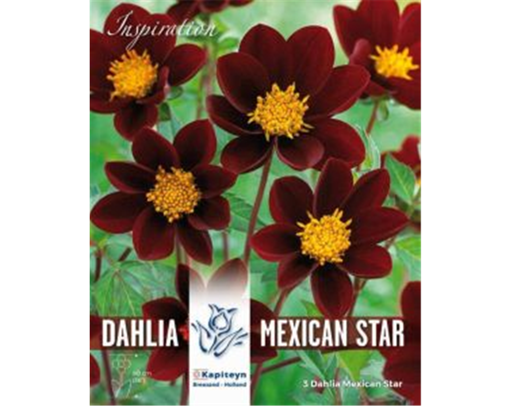 DAHLIA MEXICAN STAR 2