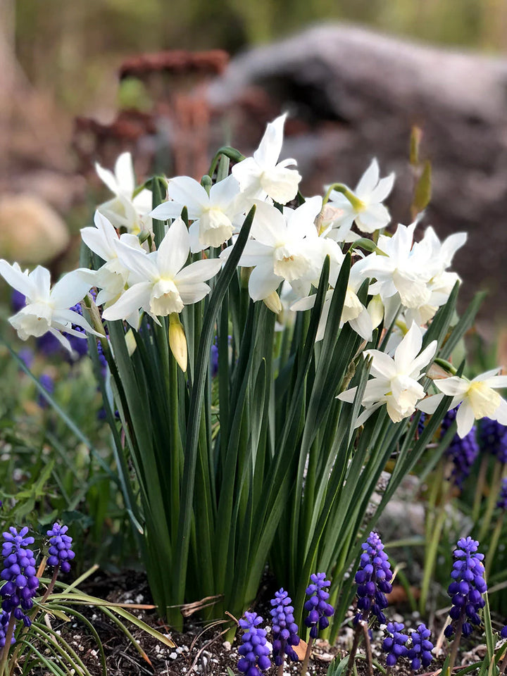 NARCISSUS THALIA 8