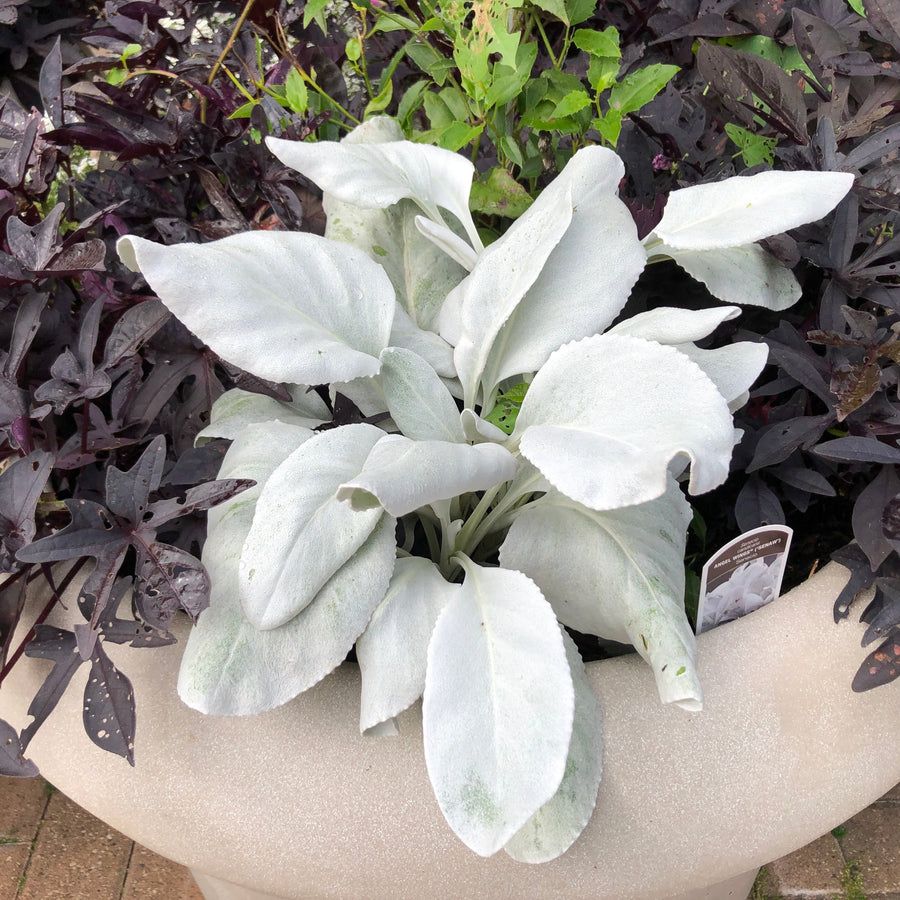 Senecio-Plant