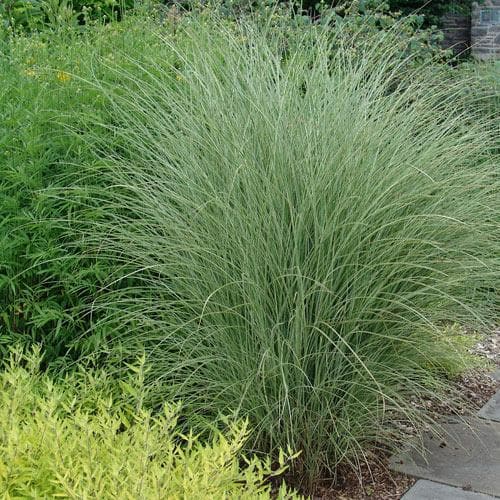 Chinese Silver Grass Miscanthus Sinensis Morning Light (3Ltr Pot)