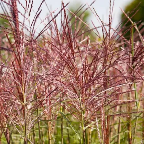 Miscanthus Sin. Red Chief - Herbaceous - Windyridge Garden Centre