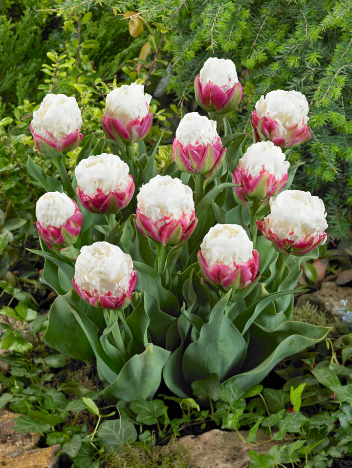 PREMIUM TULIP ICE CREAM x 8