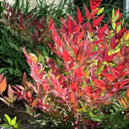 Nandina dom. Obsessed