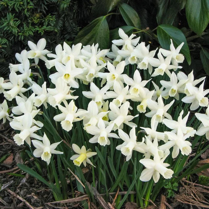 NARCISSUS ICE BABY 9