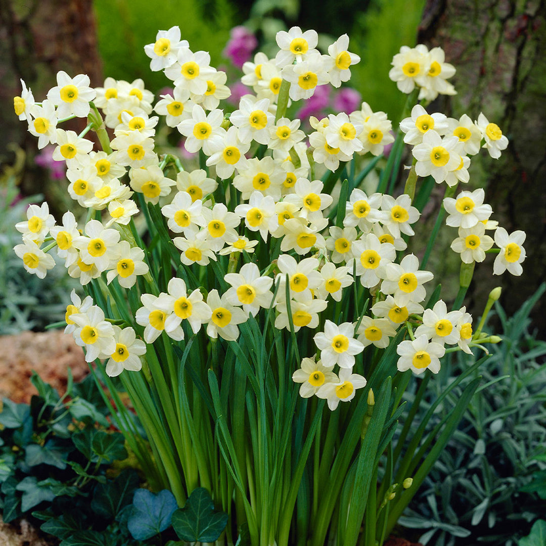 NARCISSUS MINNOW X 10