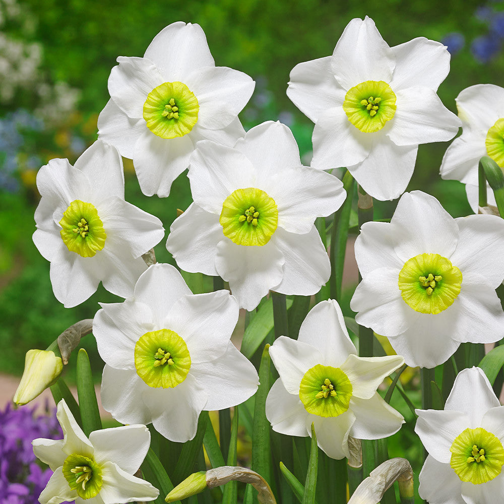 Narcissus 'Sinopel' 5-Pack