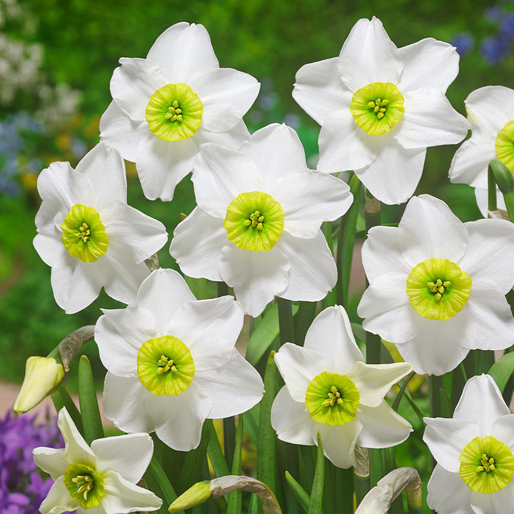 Narcissus 'Sinopel' 5-Pack