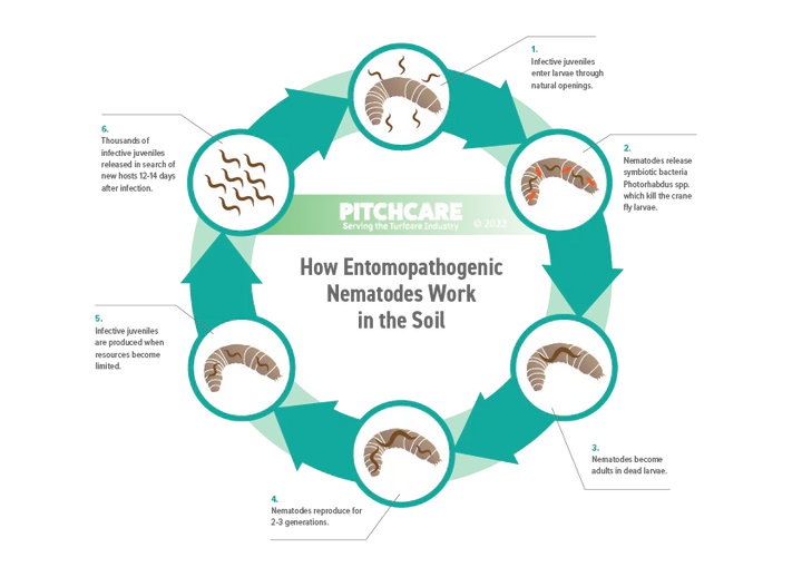 Capsanem leather-jacket/ caterpillar nematodes