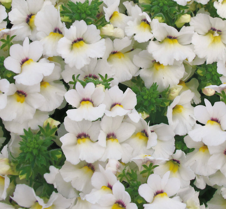 Nemesia White Perfume - Herbaceous - Windyridge Garden Centre