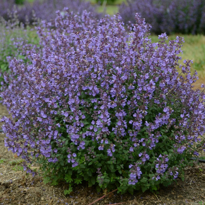 Nepeta Kitten Around 2 Ltr