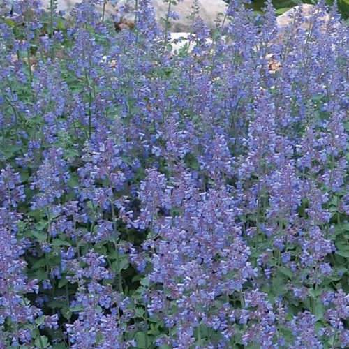 Nepeta Walkers Low - Herbaceous - Windyridge Garden Centre