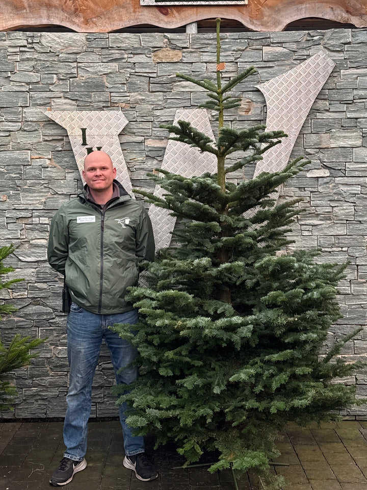 Noblis fir 8ft Christmas tree