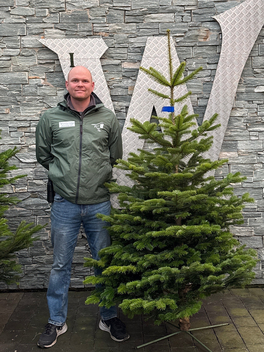 Nordman 6-7ft christams tree windyridge