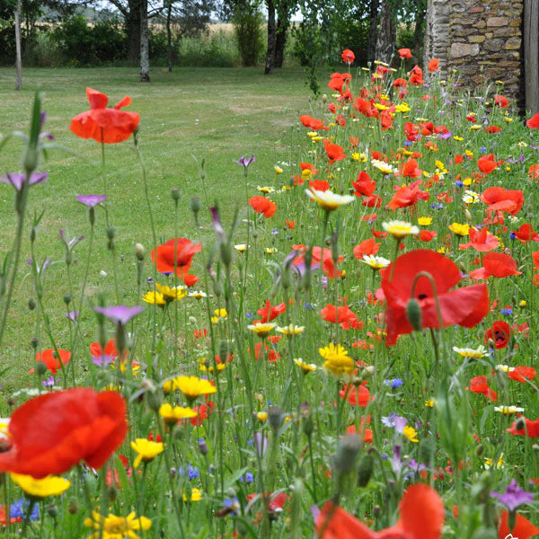 Every Kind Of Soil 7 Sqm - Seeds - Windyridge Garden Centre