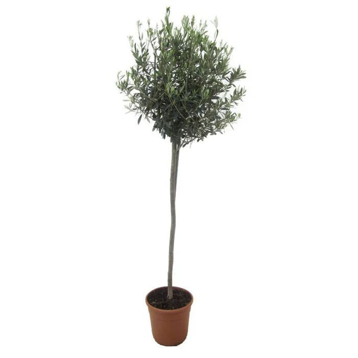 Olea Europaea on Stem P26 170cm