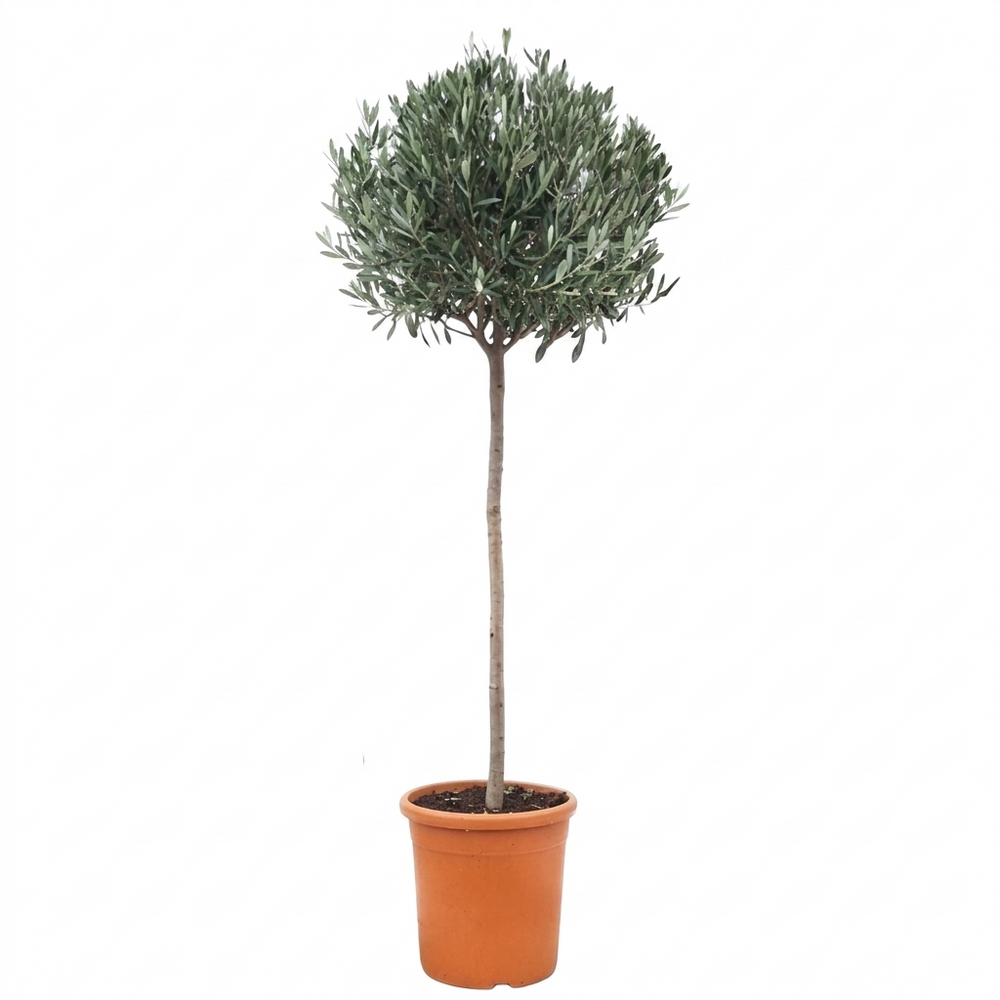 Olea europaea on stem P30