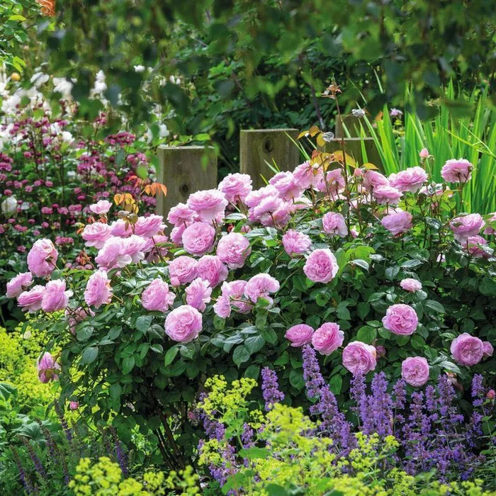 Rosa Olivia Rose Austin 6L