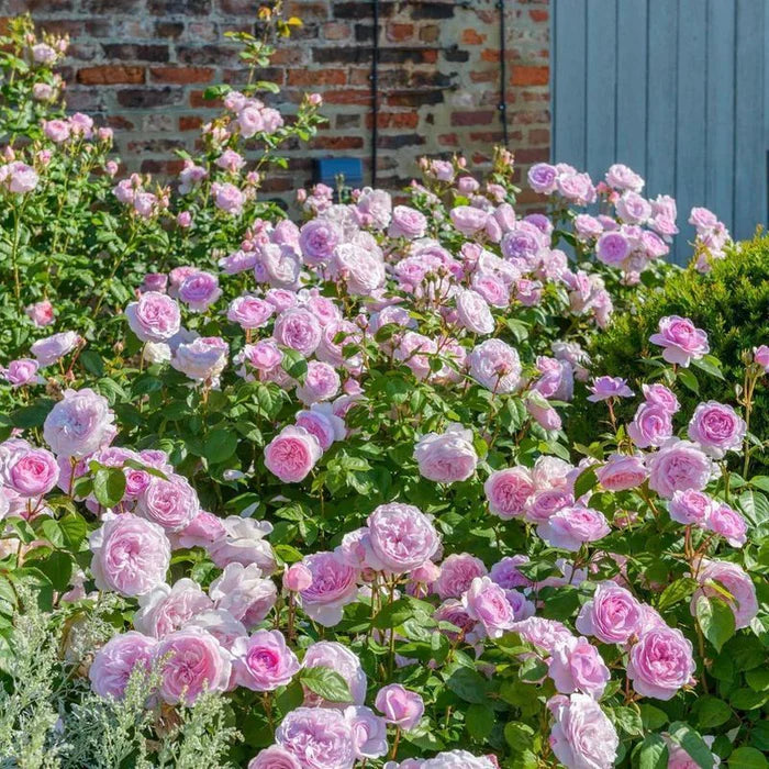 Rosa Olivia Rose Austin 6L