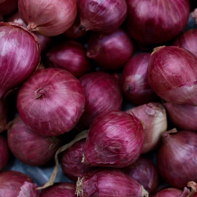 Value Onion Red Baron 100 - Bulbs - Windyridge Garden Centre