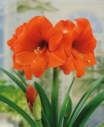 Amaryllis Florida