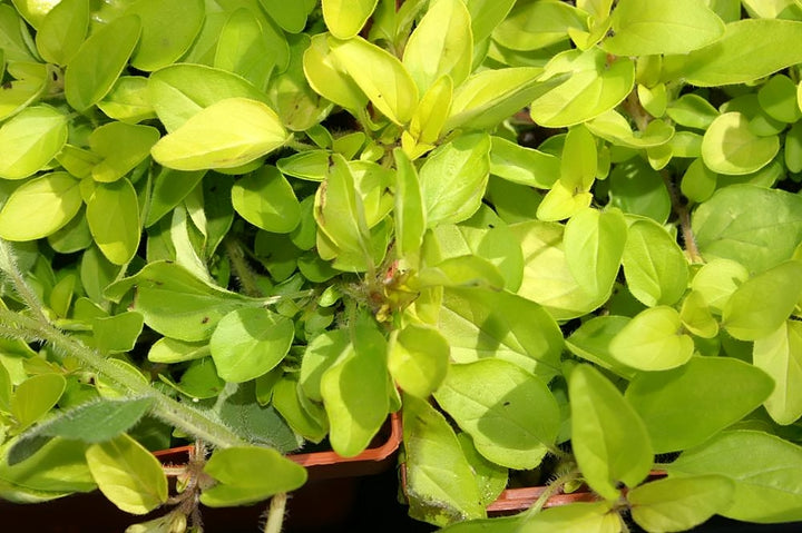 Oregano-golden-Planted