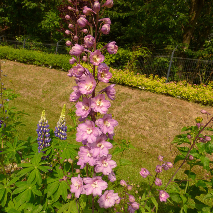 Bee Larkspur (Delphinium Astolat)