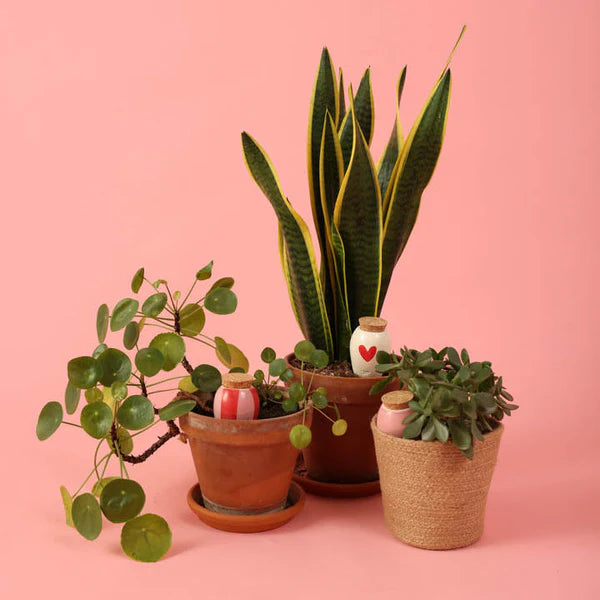 Trio Of Mini Ollas - The Lovers - Tools & Equipment - Windyridge Garden Centre