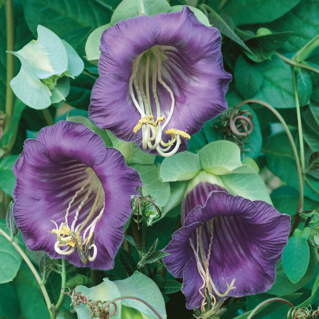 Cobaea Cathedral Bells - Seed Packets - Windyridge Garden Centre
