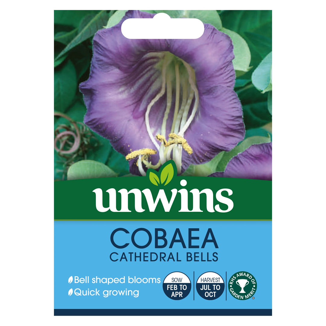 Cobaea Cathedral Bells - Seed Packets - Windyridge Garden Centre