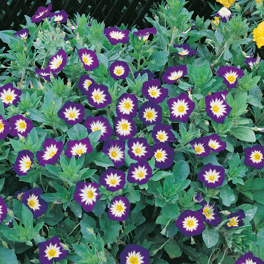 Convolvulus Royal Ensign - Seed Packets - Windyridge Garden Centre