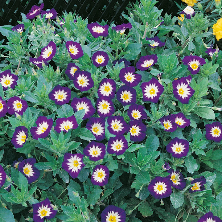 Convolvulus Royal Ensign - Seed Packets - Windyridge Garden Centre