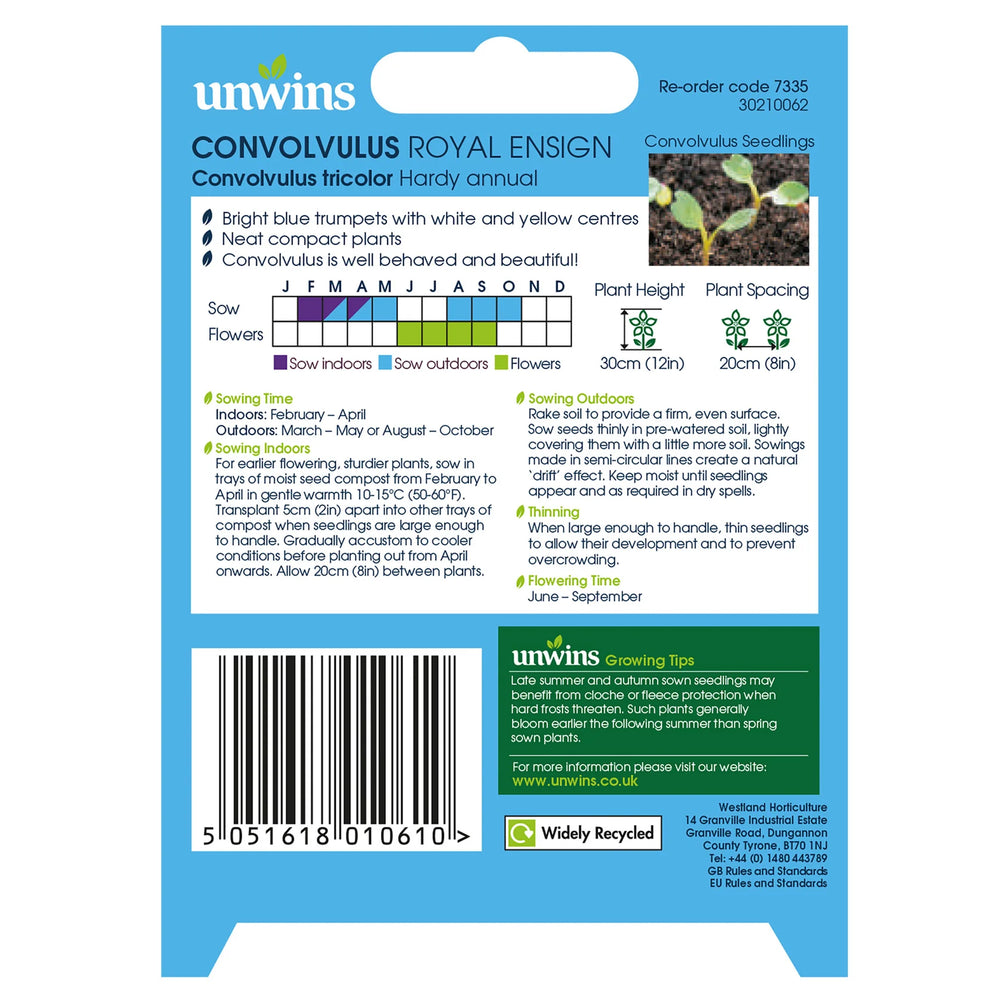 Convolvulus Royal Ensign - Seed Packets - Windyridge Garden Centre