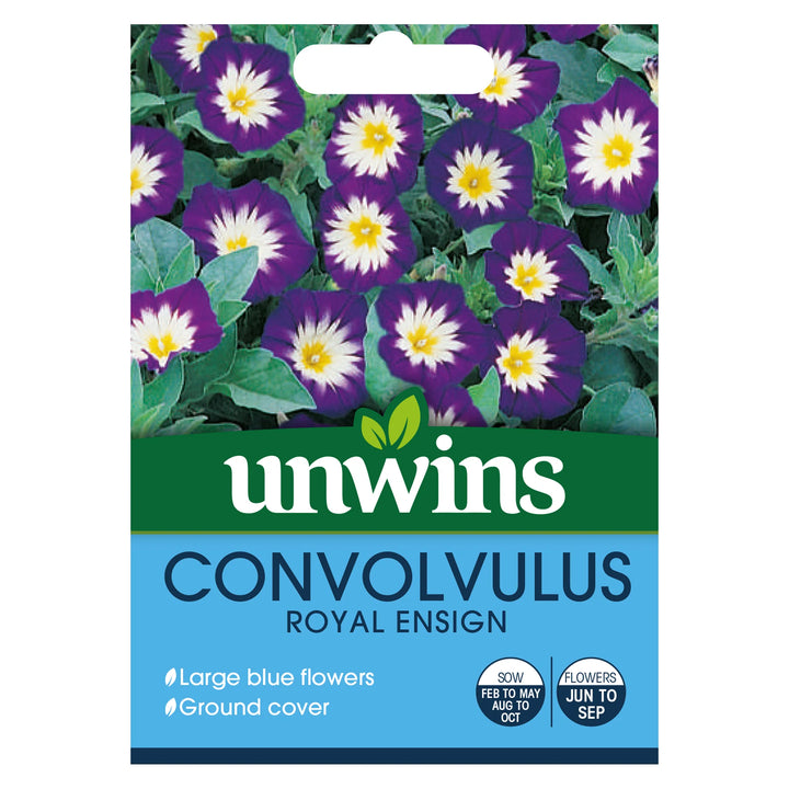 Convolvulus Royal Ensign - Seed Packets - Windyridge Garden Centre
