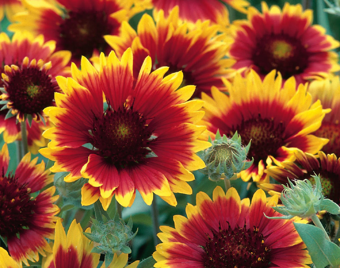 Gaillardia Summer Fire - Seed Packets - Windyridge Garden Centre