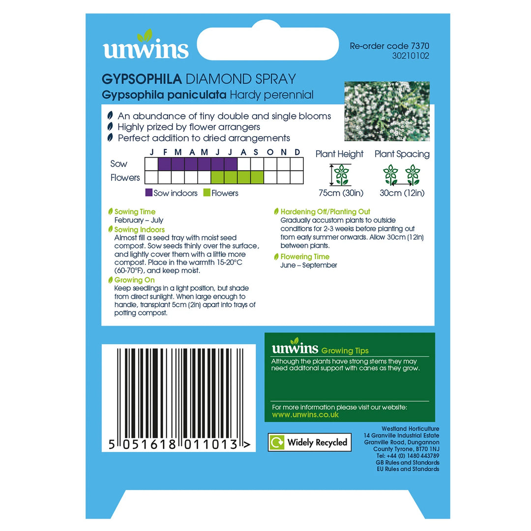 Gypsophila Diamond Spray - Seed Packets - Windyridge Garden Centre