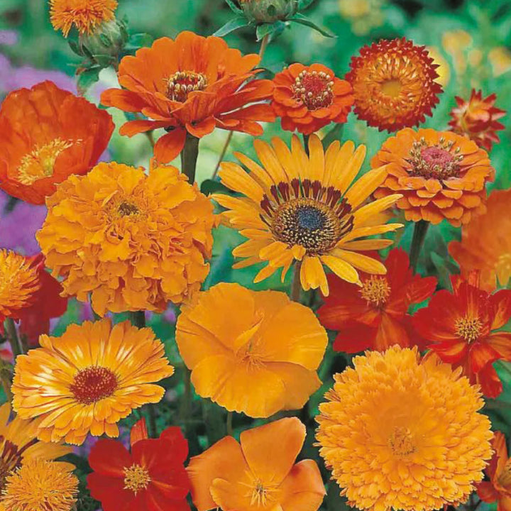 Unwins Sea Of Orange Mixed Annuals - Seed Packets - Windyridge Garden Centre
