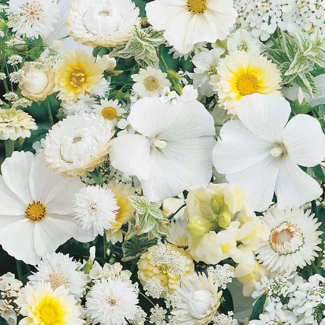 Unwins Sea Of White Mixed Annuals - Seed Packets - Windyridge Garden Centre