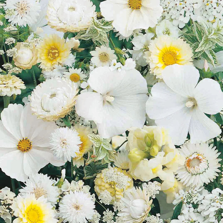 Unwins Sea Of White Mixed Annuals - Seed Packets - Windyridge Garden Centre