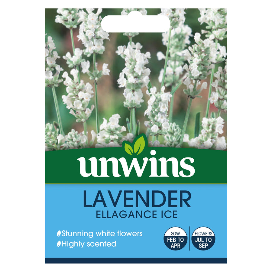 Lavender Ellegance Ice - Seed Packets - Windyridge Garden Centre