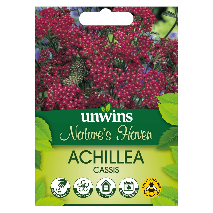 Nh Achillea Cassisflower - New 2023 - Seed Packets - Windyridge Garden Centre