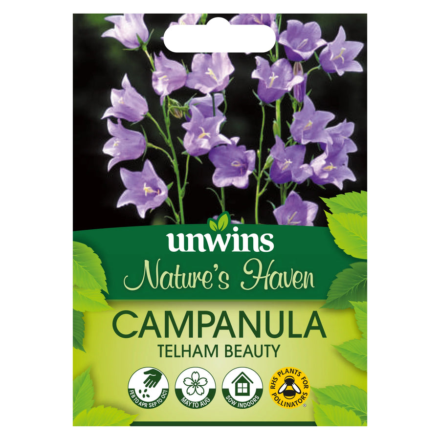 Nh Campanula Telham Beautyflower - New 2023 - Seed Packets - Windyridge Garden Centre