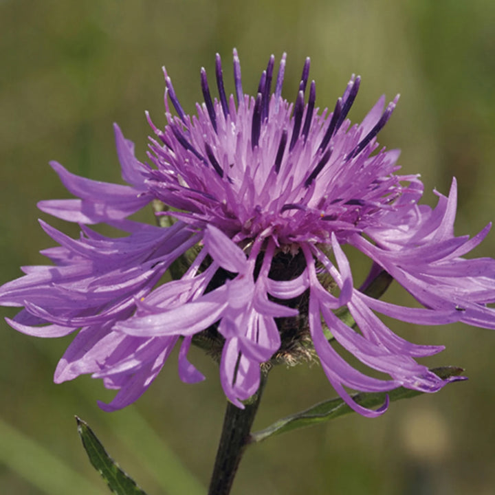 Nh Great Knapweedflower - New 2023 - Seed Packets - Windyridge Garden Centre